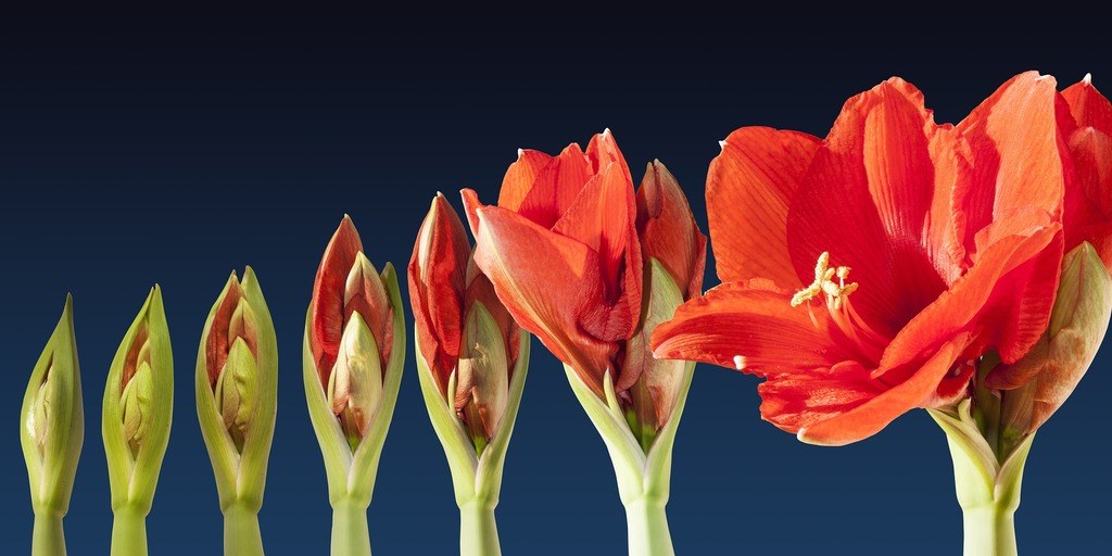 Amaryllis Growing in Stages