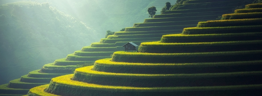 Rice Plantation