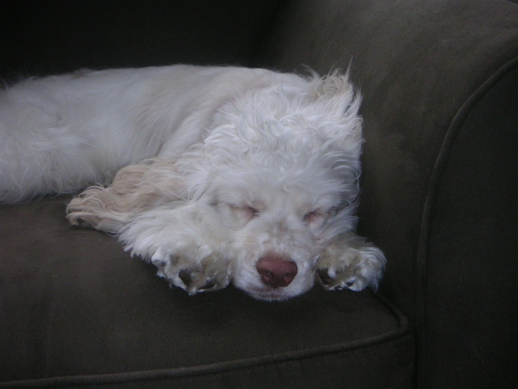 Ruby asleep on the couch